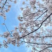 st___の画像