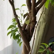 yyy.mの画像