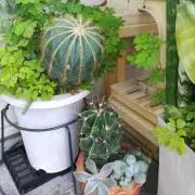 まるしの画像