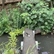 mayanoの画像