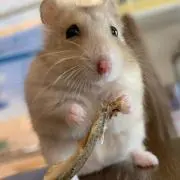 ほぶす