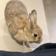 はるの画像