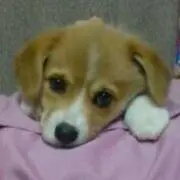 にこち