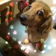 ねね