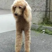 チャコ丸の画像