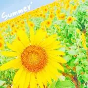 ひまわりの画像
