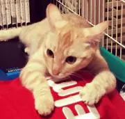 くいの画像