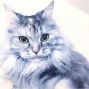 もしゃまるの画像