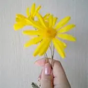 ミモレット