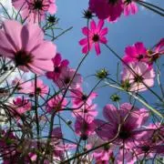 fleurs〜フルール〜の画像
