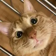 カギしっぽの画像