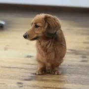 サン