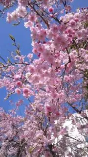 カンロの画像