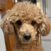ヒロキアンの画像