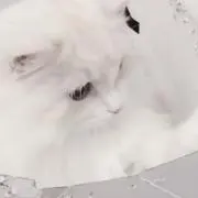 h♡※プロフ必読の画像