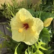 プロフ必読⭐︎Aurinkoの画像