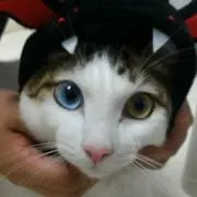 みんと