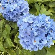 Mugiの画像