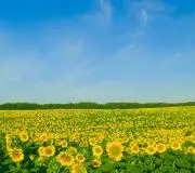 冬のミツバチの画像