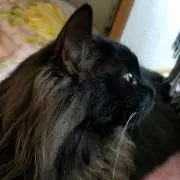 あむちゃ♪　プロフ参照m(_ _)mの画像