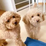 シングルママ
