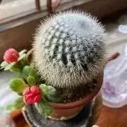 ナオちゃんの画像