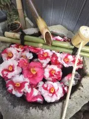 白蓮の画像
