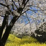 Springの画像