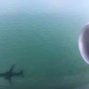 malonの画像