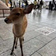 あさくん