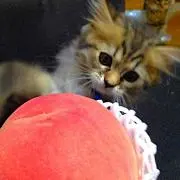 猫さん【プロフ必読！気軽にコメ下さい】