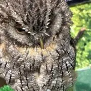たまごの画像
