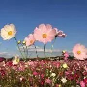 まろんの画像