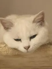 カーコ
