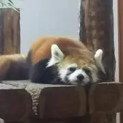 ヒロちゃん