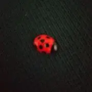 coccinella   [即購入OK]の画像