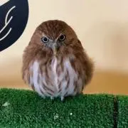 セレロビの画像