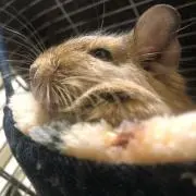 billy 0634の画像