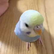 ぴこの画像