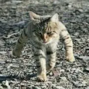 まっさまさ