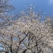 •の画像