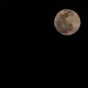 むぎ太の画像