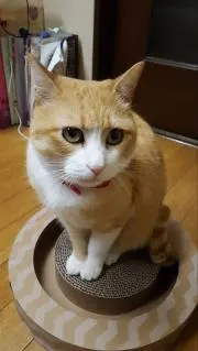 きなこ