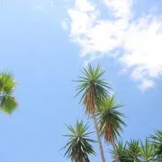 まめ