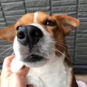 みっちーマウスの画像