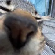 まーじよーの画像
