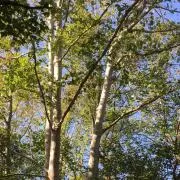 takabouの画像