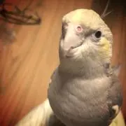 もこもこ