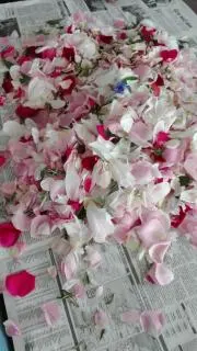 yosibaの画像