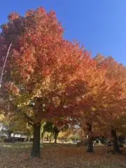＊＊HANA＊＊の画像